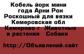 Кобель йорк мини 3 года Арни Рон Роскошный для вязки - Кемеровская обл., Кемерово г. Животные и растения » Собаки   